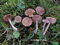 Inocybe pusio-amf1043